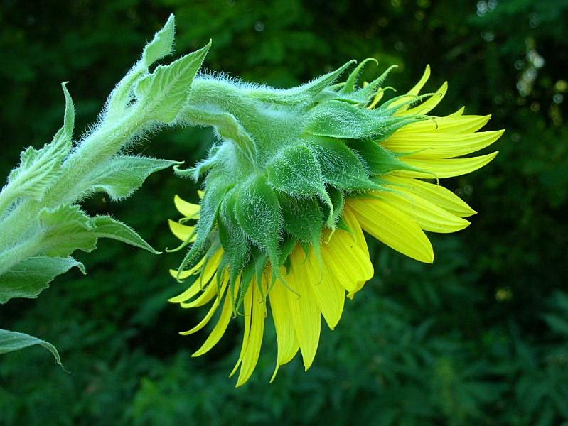 Helianthus annuus / Girasole comune